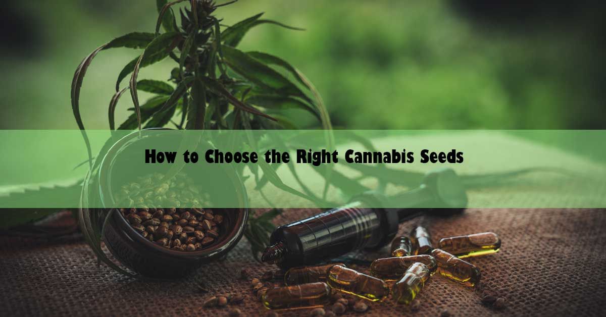 blog-wide-choose-right-canna-seeds.jpg
