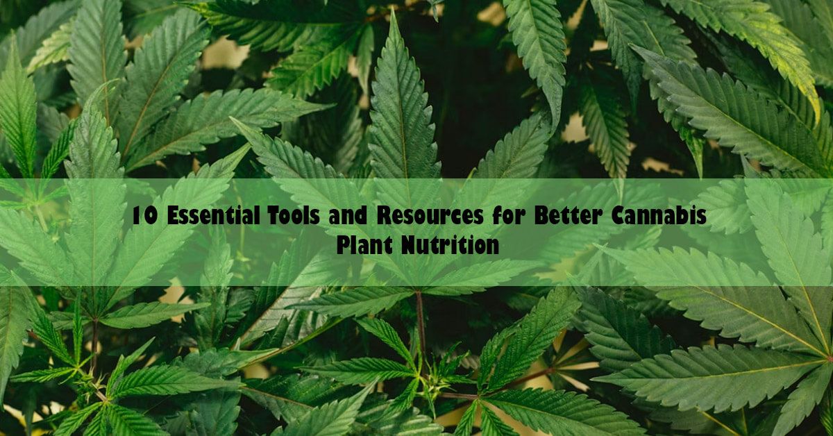 blog-wide-10-ess-canna-plant.jpg